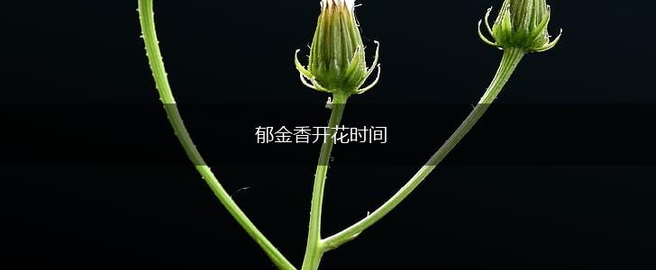 郁金香开花时间,第1张 郁金香开花时间,第1张
