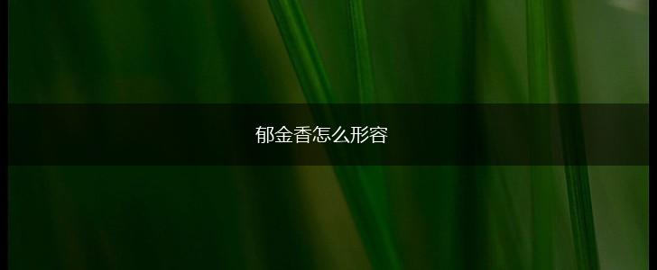 郁金香怎么形容,第1张