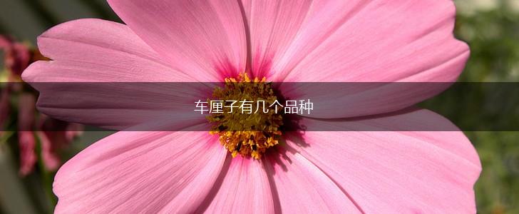 车厘子有几个品种,第1张