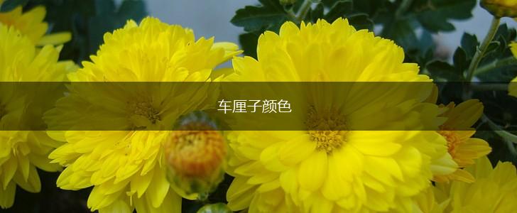 车厘子颜色,第1张 车厘子颜色,第1张