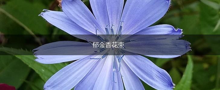 郁金香花束,第1张 郁金香花束,第1张