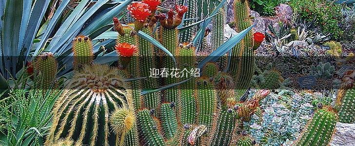 迎春花介绍,第1张