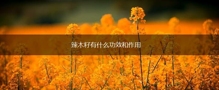 辣木籽有什么功效和作用,第1张