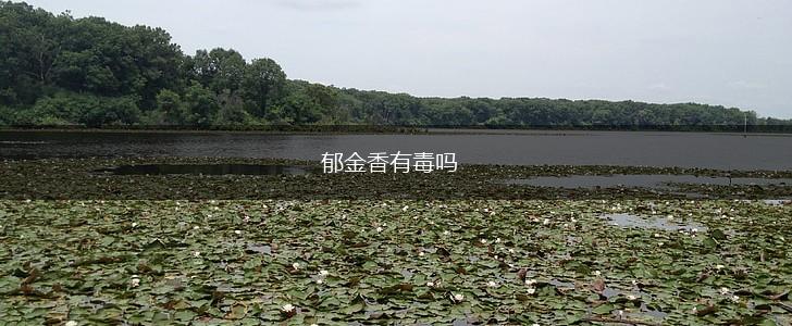 郁金香有毒吗,第1张