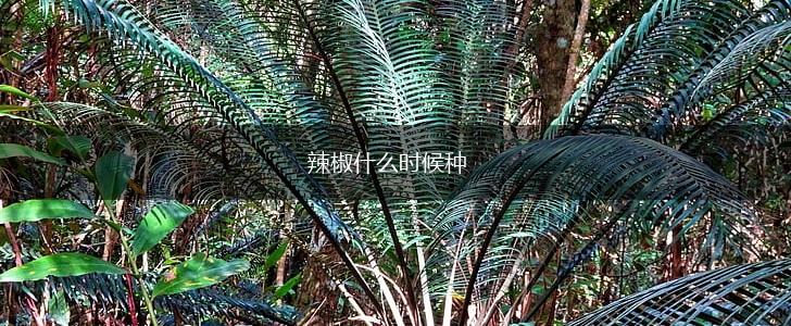 辣椒什么时候种,第1张