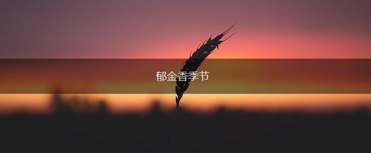 郁金香季节,第1张