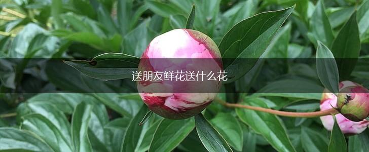 送朋友鲜花送什么花,第1张