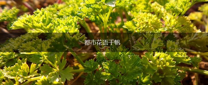都市花语千帆,第1张 都市花语千帆,第1张