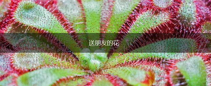 送朋友的花,第1张