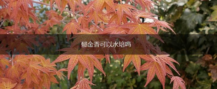 郁金香可以水培吗,第1张 郁金香可以水培吗,第1张