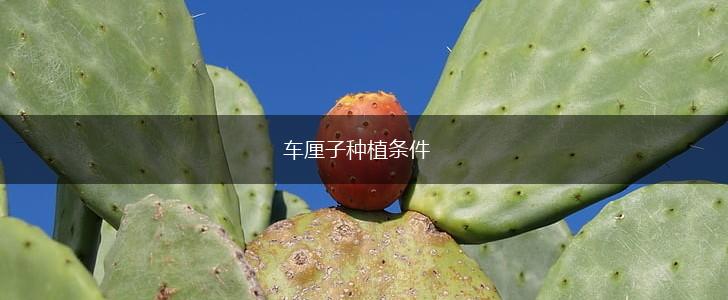 车厘子种植条件,第1张 车厘子种植条件,第1张