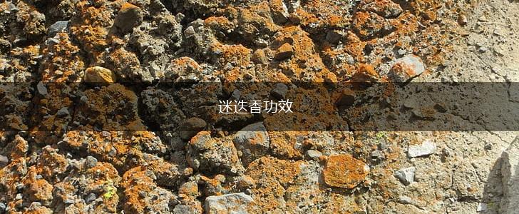 迷迭香功效,第1张