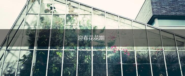 迎春花花期,第1张