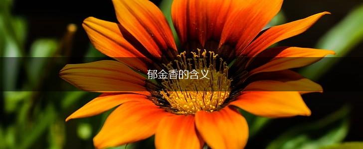 郁金香的含义,第1张