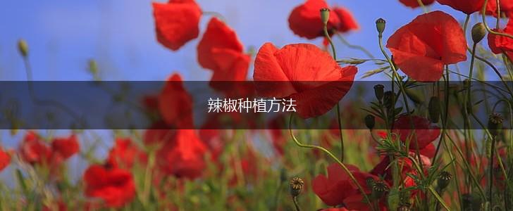 辣椒种植方法,第1张