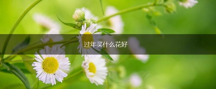 过年买什么花好,第1张