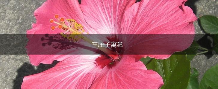 车厘子寓意,第1张