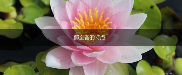 郁金香的特点,第1张