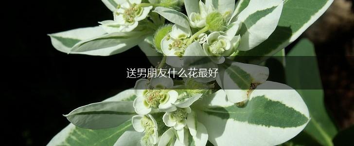 送男朋友什么花最好,第1张