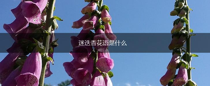 迷迭香花语是什么,第1张