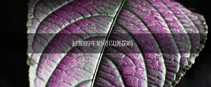 过期的牛奶可以浇花吗,第1张