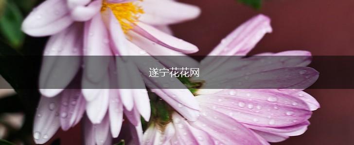 遂宁花花网,第1张 遂宁花花网,第1张