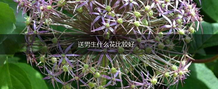 送男生什么花比较好,第1张