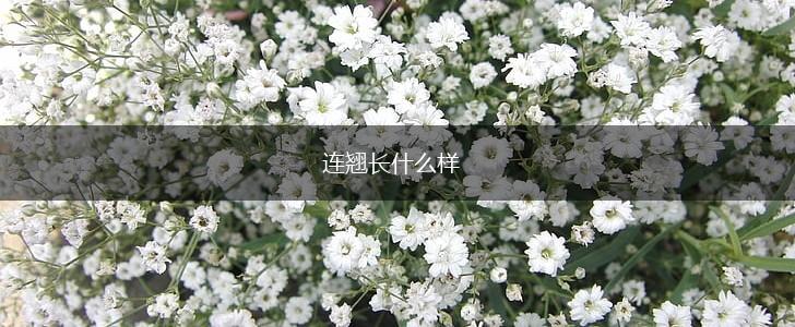 连翘长什么样,第1张