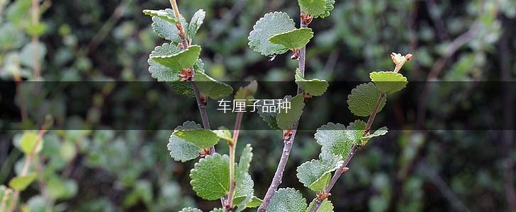 车厘子品种,第1张 车厘子品种,第1张