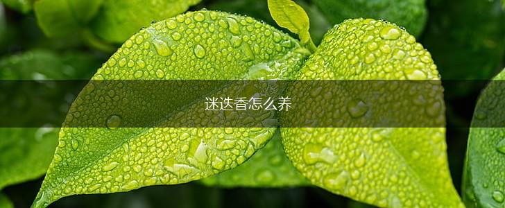 迷迭香怎么养,第1张 迷迭香怎么养,第1张