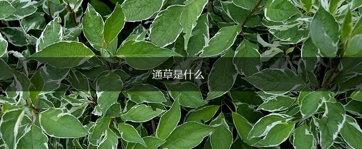 通草是什么,第1张