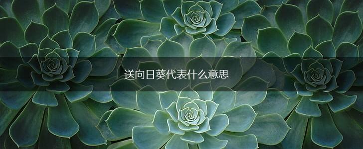 送向日葵代表什么意思,第1张 送向日葵代表什么意思,第1张