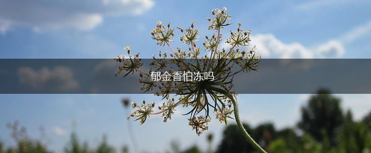 郁金香怕冻吗,第1张