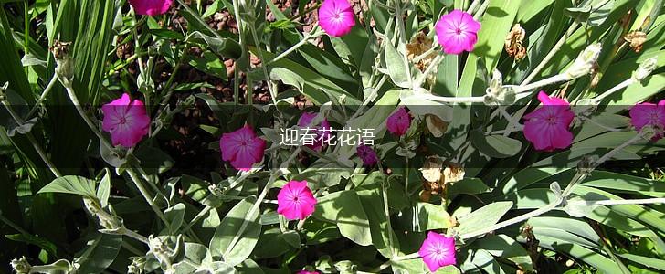 迎春花花语,第1张