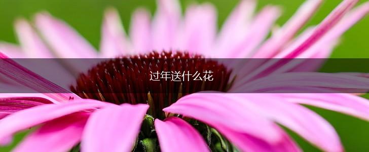 过年送什么花,第1张