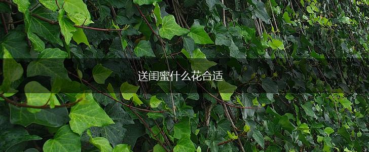 送闺蜜什么花合适,第1张 送闺蜜什么花合适,第1张