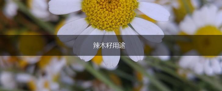 辣木籽用途,第1张