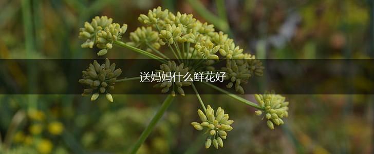 送妈妈什么鲜花好,第1张
