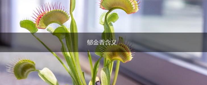 郁金香含义,第1张 郁金香含义,第1张