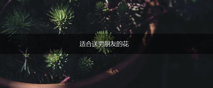 适合送男朋友的花,第1张 适合送男朋友的花,第1张
