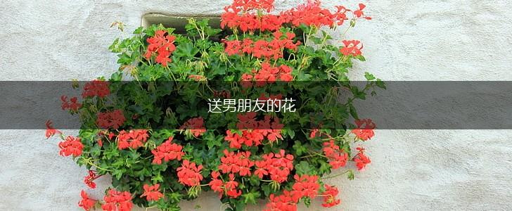 送男朋友的花,第1张 送男朋友的花,第1张