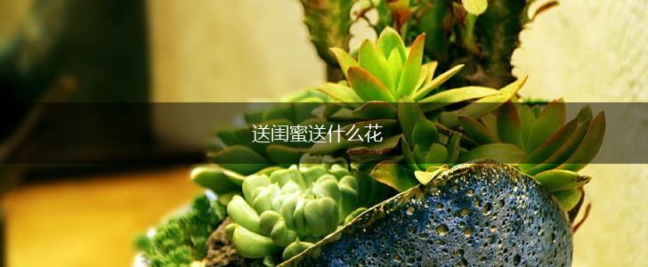 送闺蜜送什么花,第1张