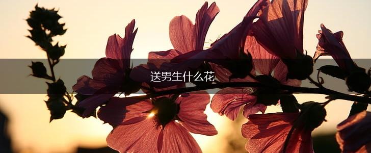 送男生什么花,第1张 送男生什么花,第1张