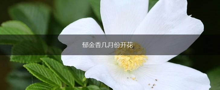 郁金香几月份开花,第1张