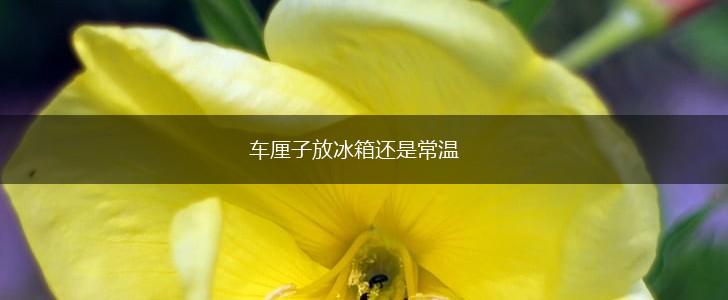 车厘子放冰箱还是常温,第1张