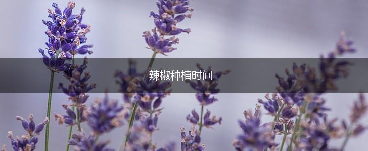 辣椒种植时间,第1张 辣椒种植时间,第1张