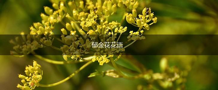 郁金花花语,第1张 郁金花花语,第1张