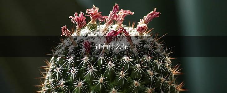 还有什么花,第1张