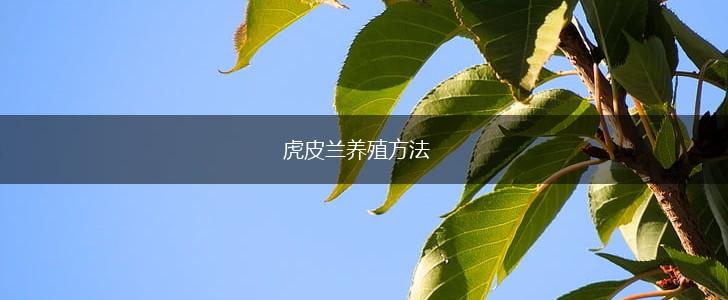 虎皮兰养殖方法,第1张
