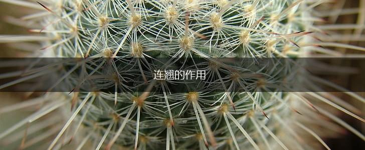 连翘的作用,第1张